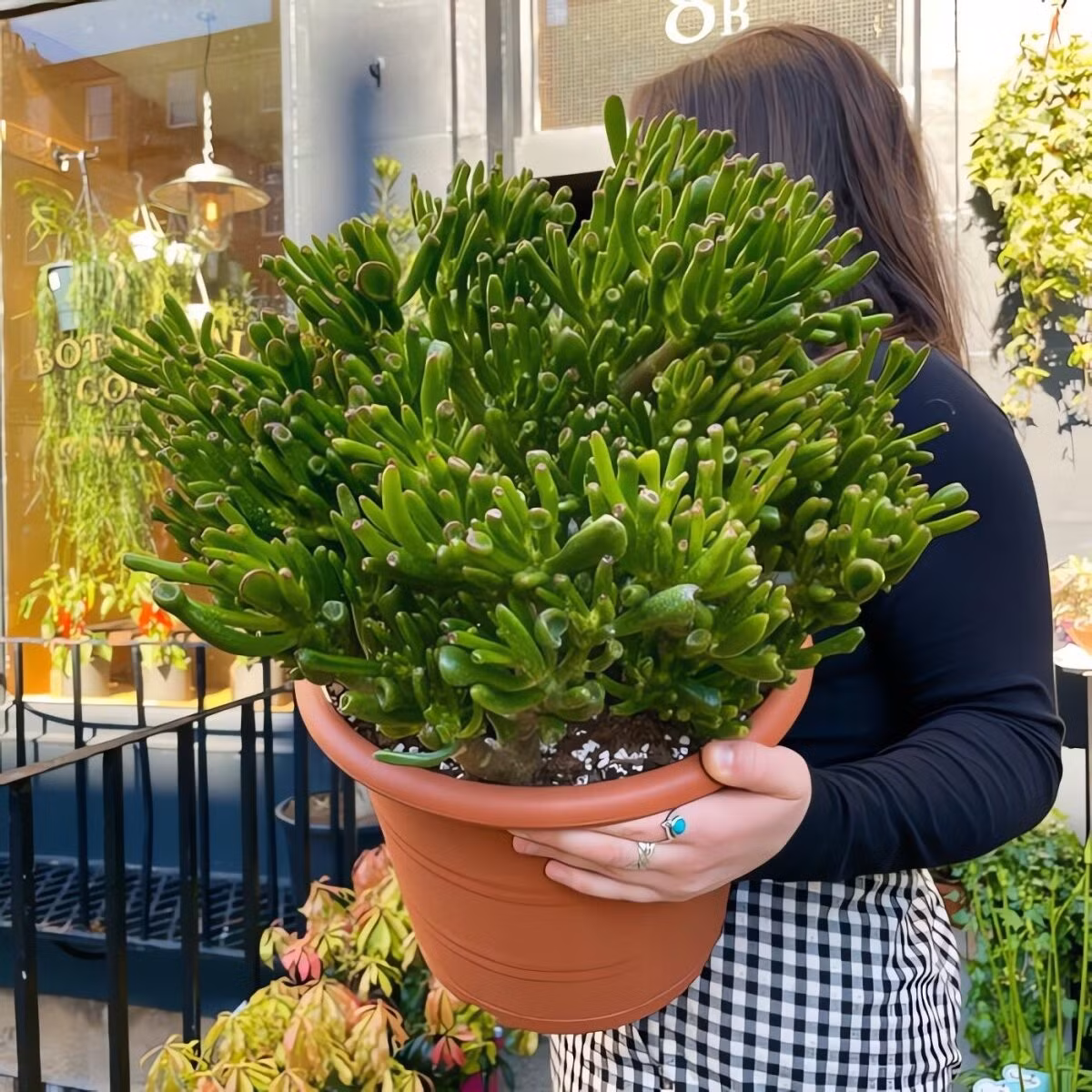 "Bảo vật" sống xanh: Cây Shrek hút lộc, giữ của trăm năm. Crassula Ovata Gollum – còn gọi là Gollum Jade, Shrek Plant, sen đá ống điếu – là loại cây cảnh có tuổi thọ đến 100 năm, thân vững chãi, lá như thỏi ngọc xanh, được ví như “két sắt phong thủy” cho gia chủ.