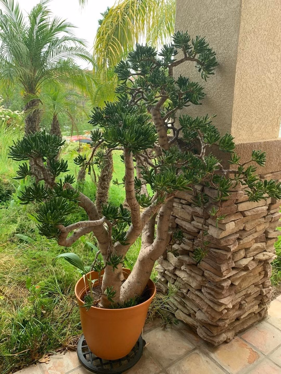 Chịu hạn, chịu lạnh, chịu bóng – hoàn hảo cho dân thành thị. Dù để trong nhà thiếu sáng, ngoài trời sương giá -3°C hay nắng nóng, cây vẫn khỏe mạnh. Đúng nghĩa là “vị vua không phô trương” của giới cây cảnh nội thất.
