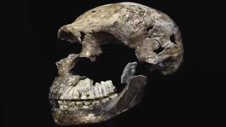Hộp sọ "Neo" của Homo naledi từ Phòng Lesedi ở Nam Phi.