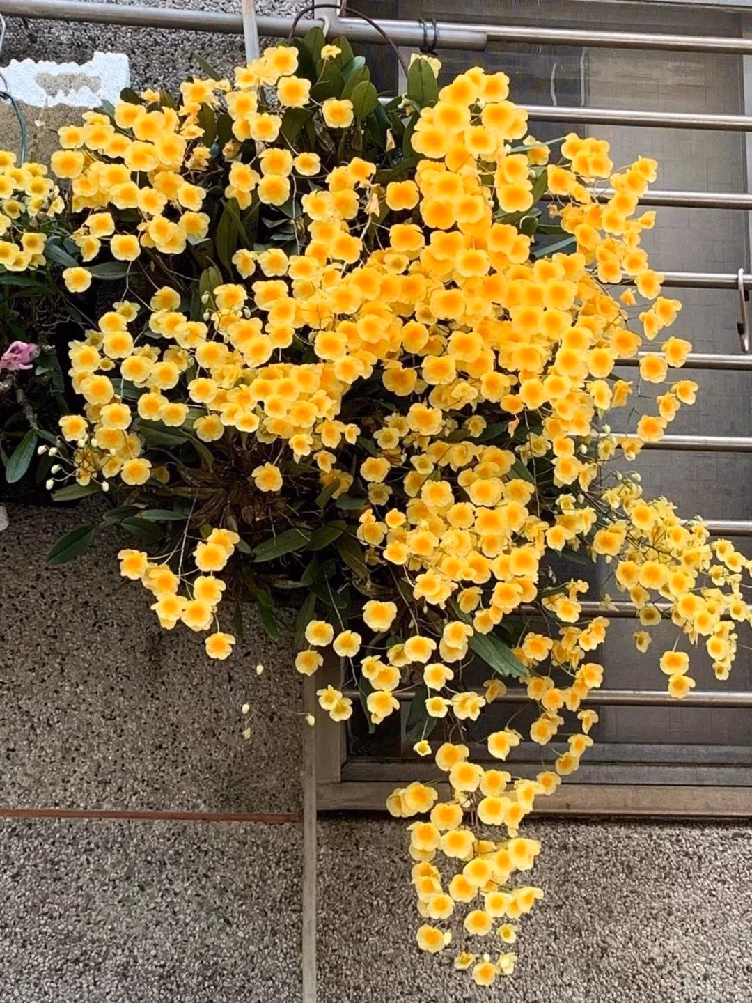 Cánh hoa dày, mịn, cong nhẹ, vừa sang trọng vừa tinh nghịch. Khi nở rộ, từng cụm hoa kết thành “biển vàng” đẹp như một tấm gấm quý.