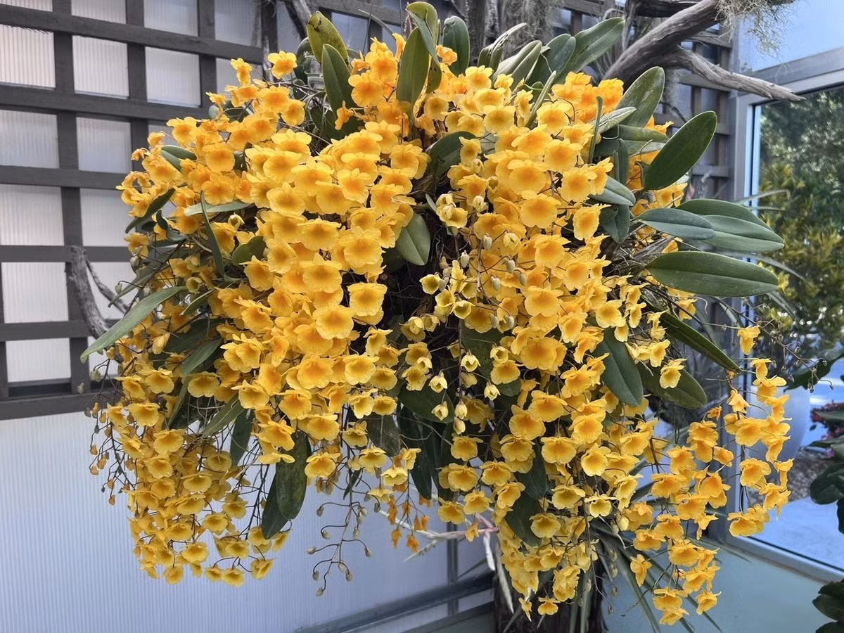 Đặt chậu lan ở phòng khách, bàn làm việc hay bàn thờ không chỉ làm đẹp không gian mà còn giúp thu hút may mắn và năng lượng tích cực.