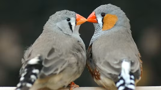 Để kiểm chứng kết quả, nhóm nghiên cứu đã xây dựng các thí nghiệm cho chim tự lựa chọn phản ứng trước từng loại tiếng gọi bằng cách nhấn nút nhận phần thưởng là thức ăn, và điều thú vị là chúng thường nhầm lẫn những tiếng gọi có cùng ý nghĩa thay vì những âm thanh giống nhau, cho thấy chim sẻ vằn thực sự hiểu nội dung của các tín hiệu giao tiếp chứ không chỉ phản ứng theo bản năng.