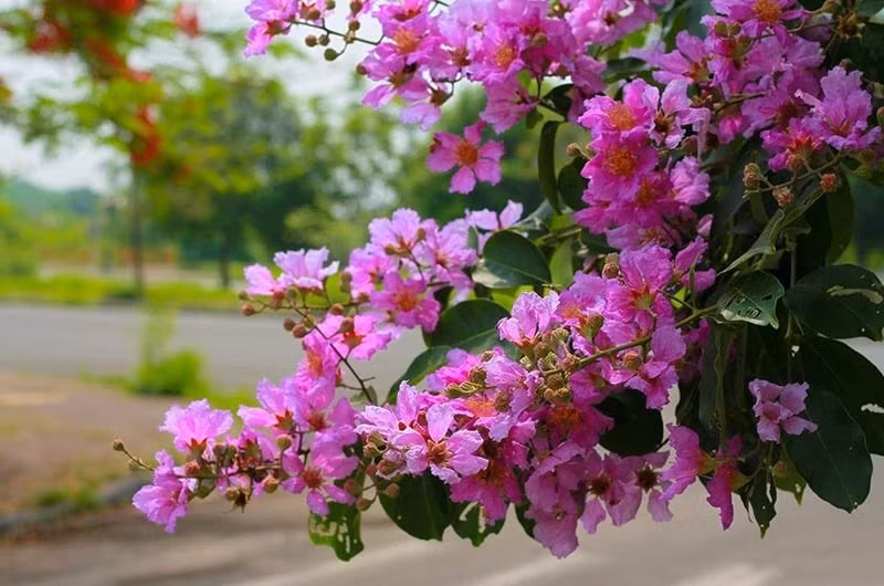 Theo phong thủy, cây tượng trưng cho tài lộc và thịnh vượng. Người xưa có câu “Nhà có hoa bằng lăng, ắt có phú quý lâu dài” — bởi loài hoa này gắn liền với may mắn và thành công.
