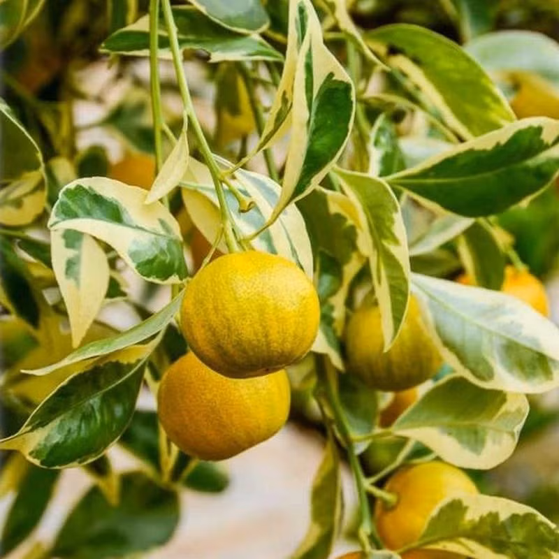 Cây có khả năng chịu rét nhẹ, cần giữ ấm nếu nơi có tuyết rơi. Khi nhiệt độ xuống dưới -3°C, cần phủ màng giữ ấm hoặc chuyển cây vào nhà. Ở xứ lạnh, cây vẫn ra hoa kết trái từ tháng 5 đến tháng 10 hàng năm.