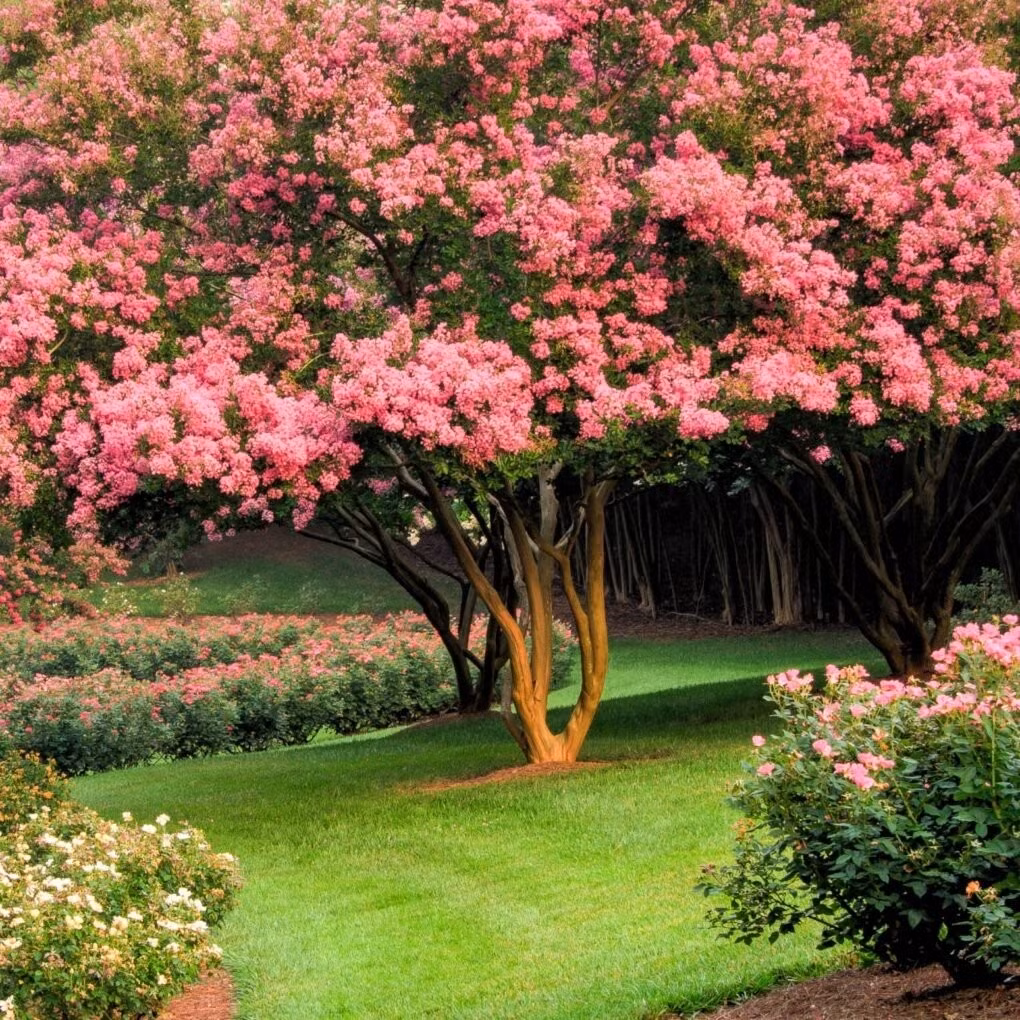 Người xưa cho rằng, trồng cây tường vi trong sân nhà có thể xua đuổi tà ma. Ảnh minh họa gibbsgardens