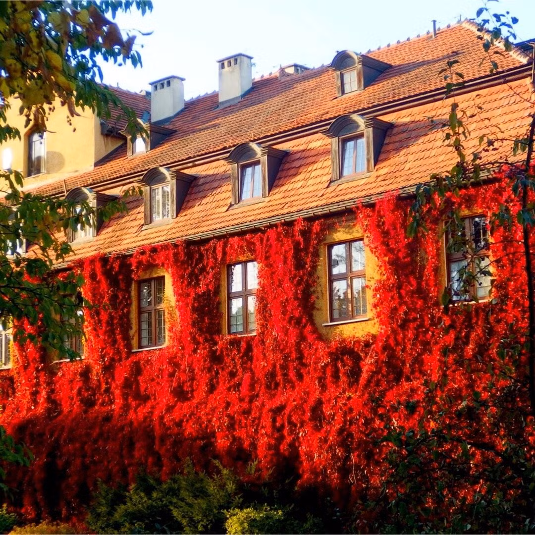 Dây leo Virginia – cây cảnh đa sắc độc đáo của họ nhà nho: Tên khoa học là Parthenocissus quinquefolia, cây thuộc họ Vitaceae. Nó là họ hàng gần với thường xuân Boston, mọc leo mạnh và sống lâu năm.