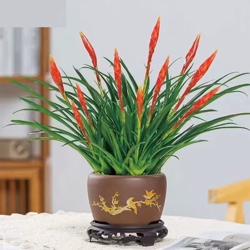 2. Người xưa nói: "Bàn tay may mắn" đỏ vào nhà, tìm ra kho báu. Cây cảnh có hoa đỏ chót, hình dạng như quả ớt lại như bàn tay này thực chất là một loài trong chi Vriesea là một chi thuộc họ thực vật Dứa cảnh (Bromeliaceae).