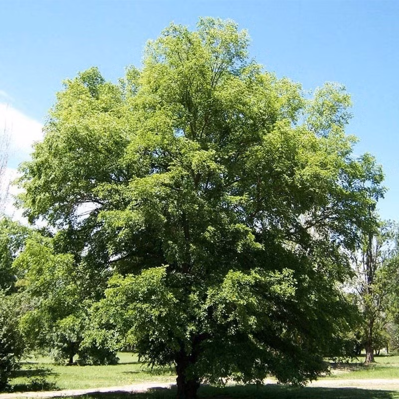 1. Cây Du – Trường thọ, trấn trạch, dư dả: Cây du (Ulmus pumila) là loài cây lớn, tán rợp bóng mát, sống khỏe trên cả đất cằn cỗi. Người xưa tin rằng, cây du sống đến hàng nghìn năm, tượng trưng cho sự trường thọ và sức sống bền bỉ.