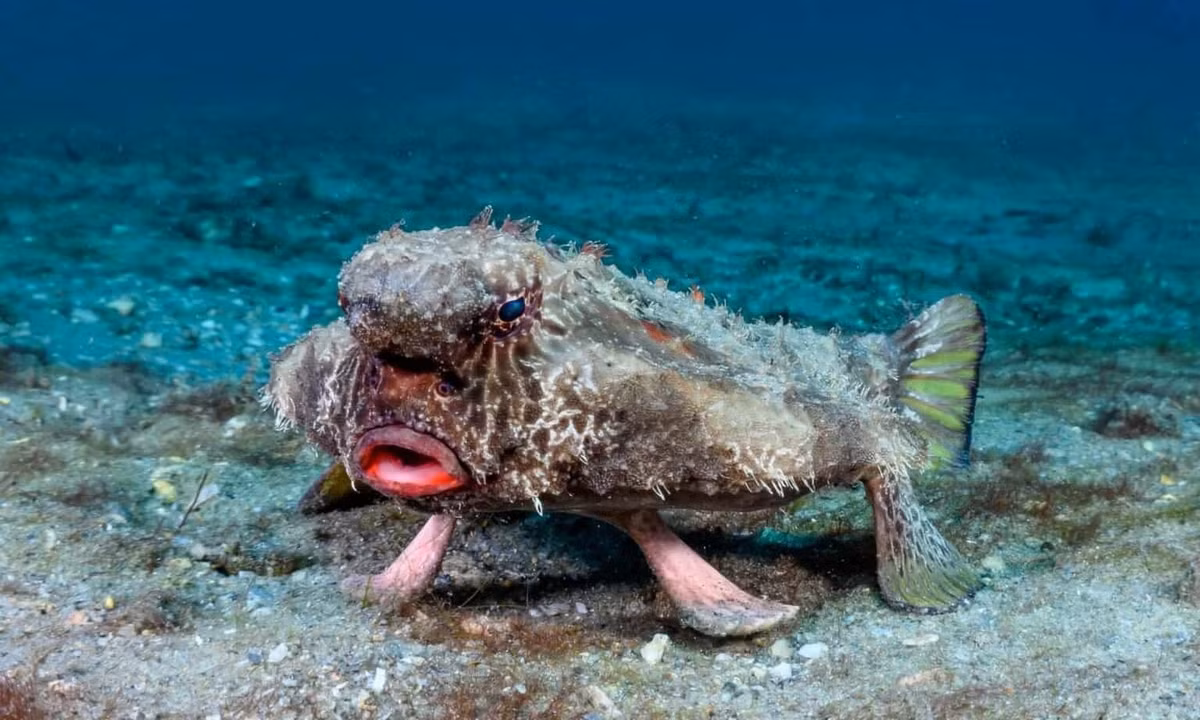 Cá dơi môi đỏ: Cá dơi môi đỏ, được tìm thấy gần quần đảo Galapagos, trông giống như đang tô son và đi trên cà kheo. Loài cá sống ở đáy biển này sử dụng vây đã được biến đổi của mình như "chân" để đi bộ dọc theo đáy biển thay vì bơi. Đôi môi đỏ tươi có thể giúp thu hút bạn tình hoặc làm giật mình kẻ săn mồi. Hình dạng khác thường và tư thế cứng nhắc của cá dơi giúp nó hòa mình vào địa hình đá khi săn bắt giun, cá nhỏ và động vật giáp xác. Nó thậm chí còn có một phần phụ giống như mồi nhử ở miệng tiết ra các chất hóa học để thu hút con mồi. Ảnh: Istock.