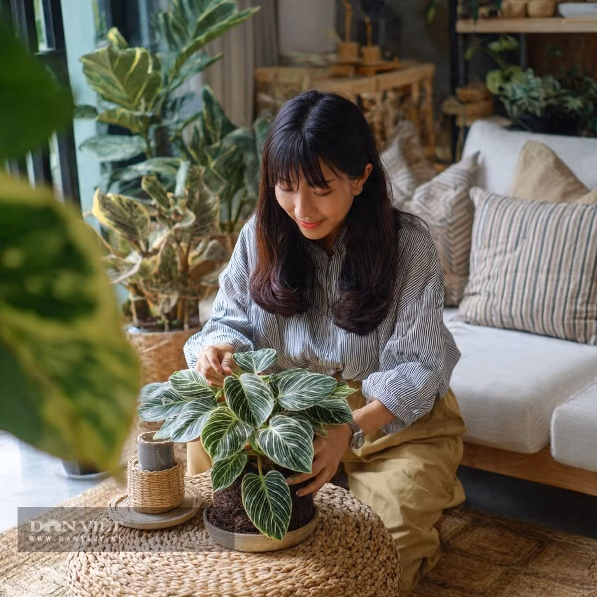 1. Trầu bà đế vương kim cương – “lá bùa” phong thủy sang trọng: Trầu bà đế vương kim cương (Philodendron birkin) là một trong những cây cảnh được người giàu ưa chuộng dù giá khá rẻ. Chỉ cần xin một nhánh, cắm vào đất hoặc nước là cây dễ dàng bén rễ và phát triển xanh tốt.