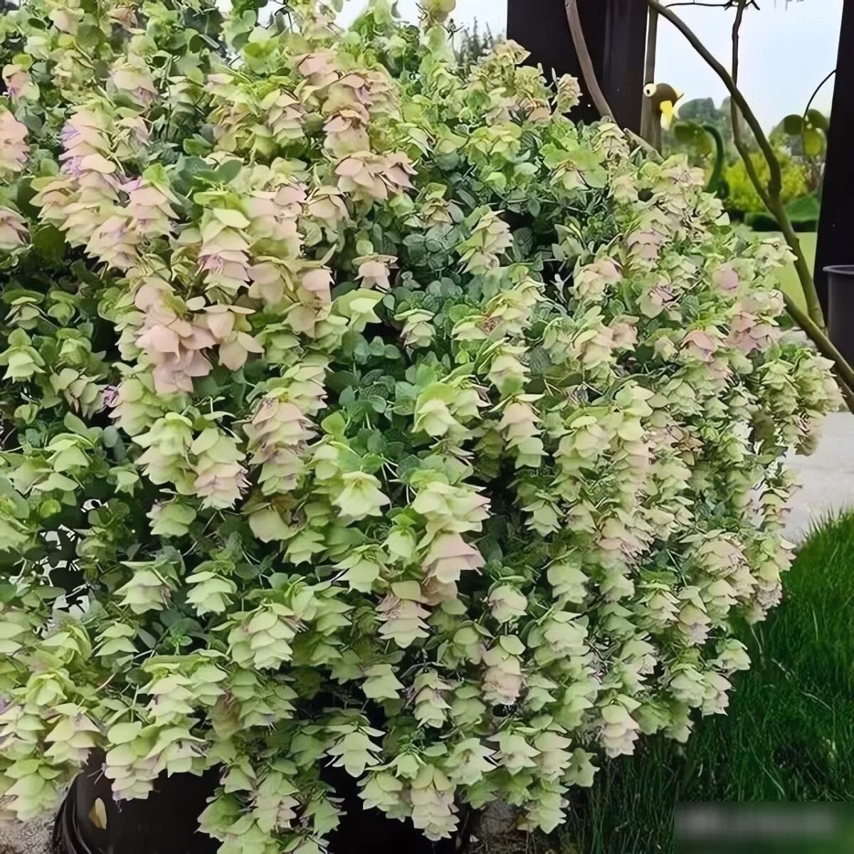 Không chỉ đẹp, kinh giới cảnh còn ít sâu bệnh, có khả năng xua đuổi côn trùng và thu hút ong bướm thụ phấn, rất thích hợp trồng cùng rau quả trong vườn.
