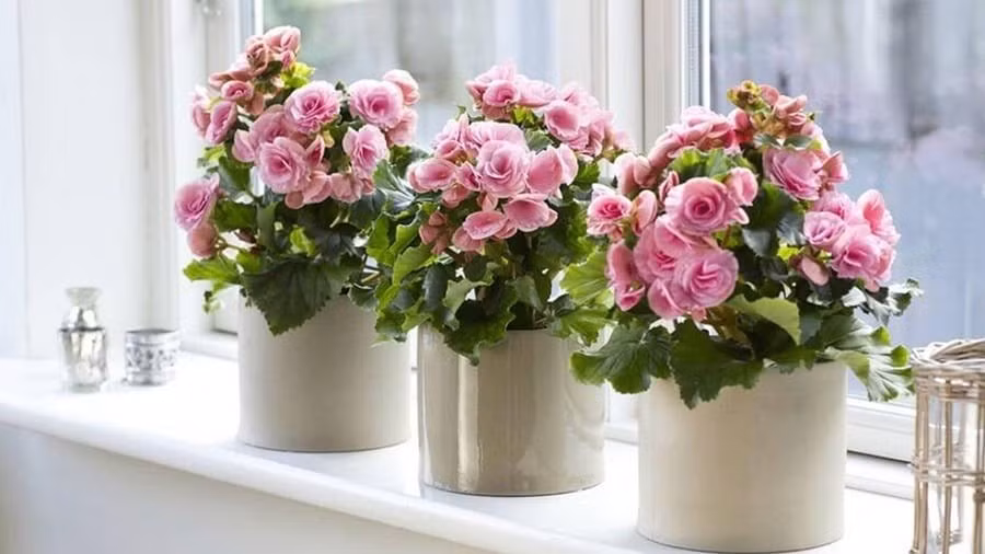 Trong phong thủy, cây cảnh thu hải đường được coi là biểu tượng của may mắn, tài lộc và thịnh vượng.