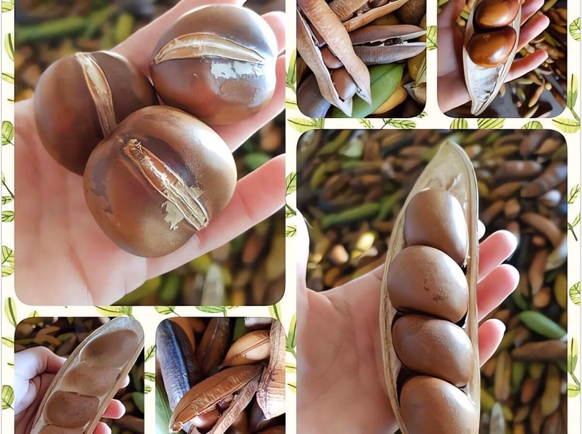 Cây được xem là biểu tượng giữ của, hút lộc và mang lại thịnh vượng. Nhiều người tin rằng khi cây ra hoa trong nhà, đó là dấu hiệu may mắn, như “thần tài” gõ cửa.