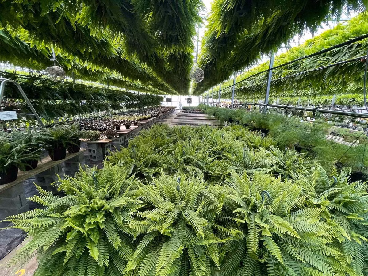 Trồng cây gần cửa chính hoặc phòng khách giúp hút tài lộc và năng lượng tốt. Không gian sống sẽ thêm sinh khí chỉ bằng vài chậu cây nhỏ.