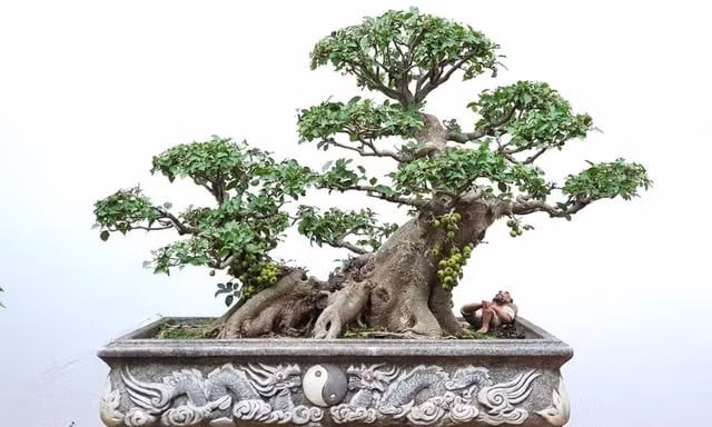 Do đó, chủ nhà thường chọn một cây sung có dáng đẹp và nhiều quả để trưng trong nhà với hi vọng sẽ gặp nhiều điều tốt lành.