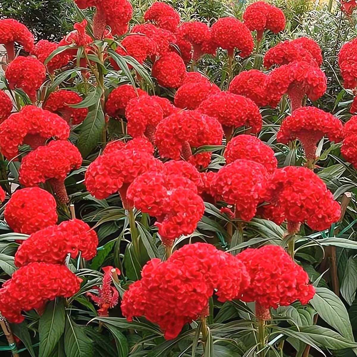 Sức sống mãnh liệt, dễ trồng, ít tốn công: Chỉ cần gieo hạt, cây sẽ mọc vươn lên từ kẽ ngói, góc sân. Mào gà mạnh mẽ, sống khỏe mà không cần chăm sóc kỹ lưỡng.