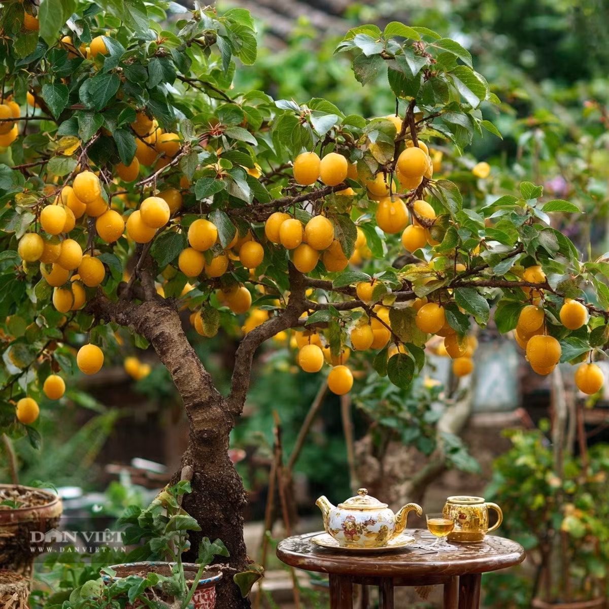 Người xưa không khuyến khích trồng mơ trong sân.