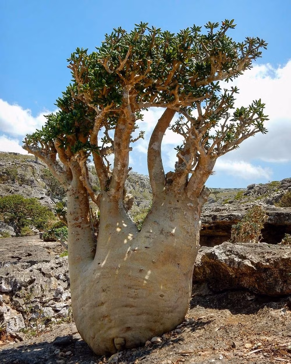 Chính vì thế, Dorstenia gigas không chỉ là một cây cảnh độc lạ, mà còn là “bảo bối phong thủy” được nhiều người khao khát sở hữu.