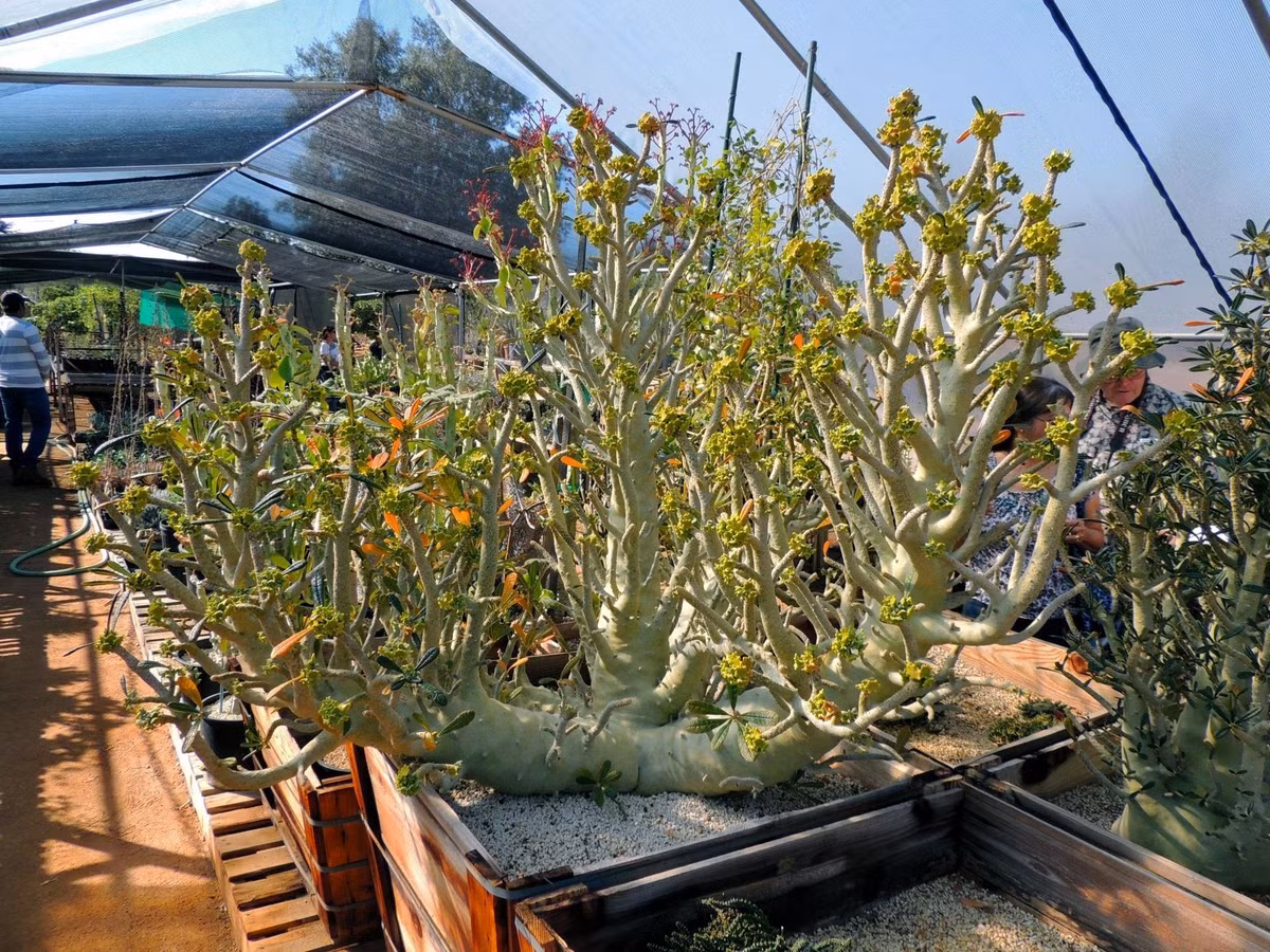 Khác với nhiều loại cây cảnh nhỏ xinh, Dorstenia gigas trông như một tiểu cổ thụ, xum xuê nhiều tán lá, tạo cảm giác cổ kính.