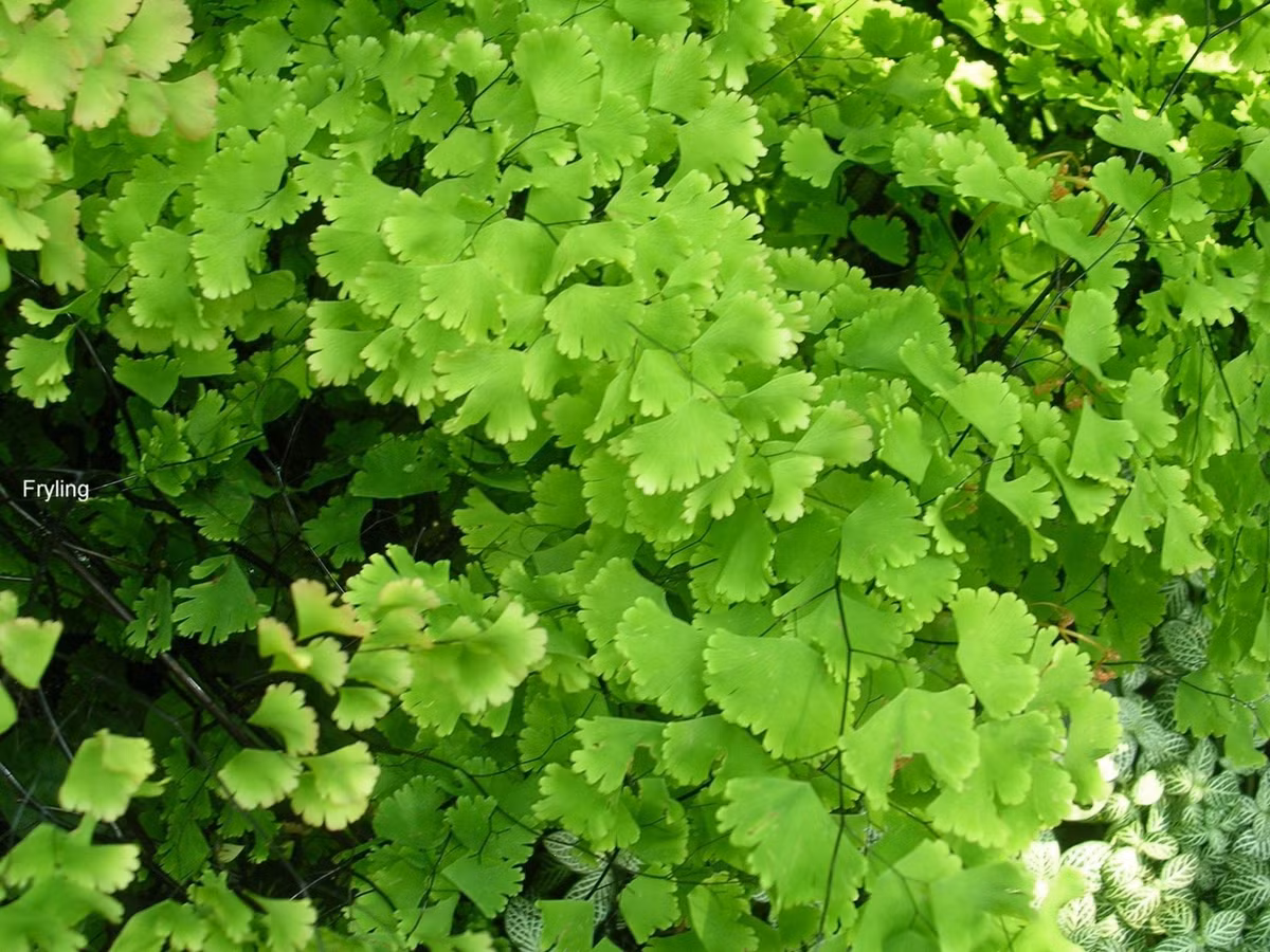 Bí quyết chăm sóc: ẩm nhưng không được đẫm nước. Tên Adiantum bắt nguồn từ tiếng Hy Lạp nghĩa là "không ướt", nhấn mạnh khả năng thoát nước của lá. Cây thích ẩm nhưng rất kỵ úng – tưới khi đất khô.