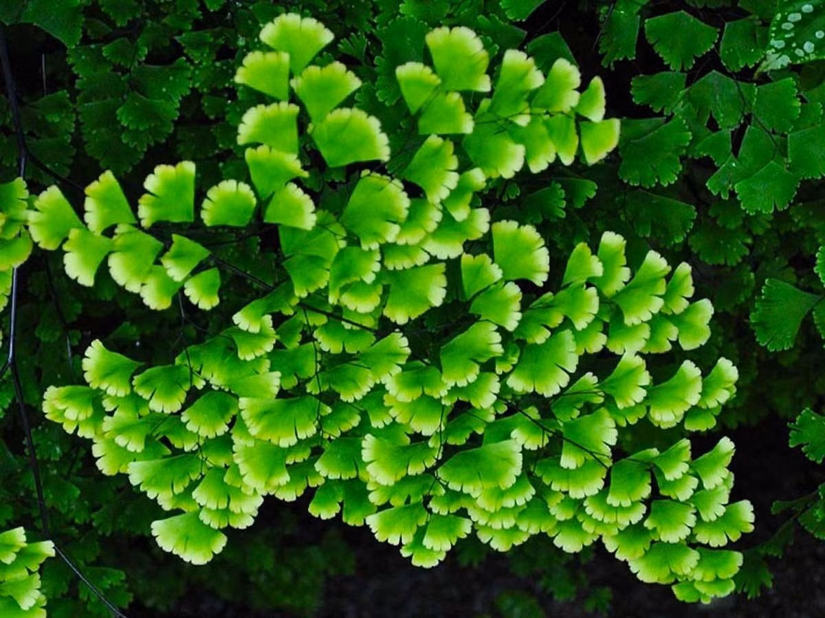 Mái tóc thiên thần giữa vườn nhà. Dương xỉ tóc tiên – maidenhair fern, có tên khoa học là Adiantum, là loài cây cảnh nổi tiếng với vẻ ngoài mong manh như tơ và màu xanh dịu mắt quanh năm.