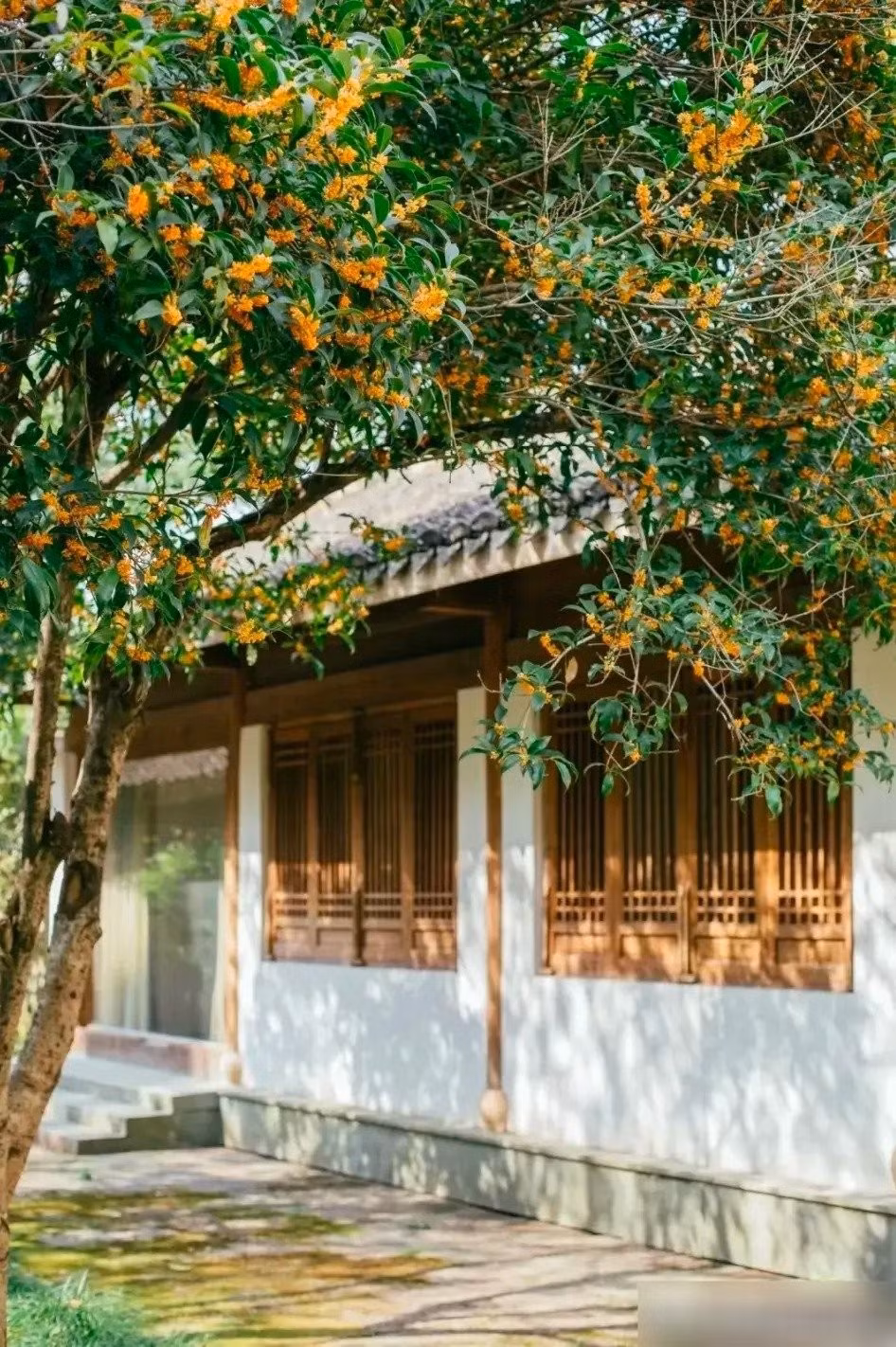 Ngoài ý nghĩa tinh thần, mộc hương còn đem lại lợi ích thiết thực: thanh lọc không khí, tỏa hương dễ chịu, và thậm chí có thể dùng làm nguyên liệu ẩm thực như rượu, mật ong hay bánh ngọt, gợi hương vị ngọt ngào của mùa thu.