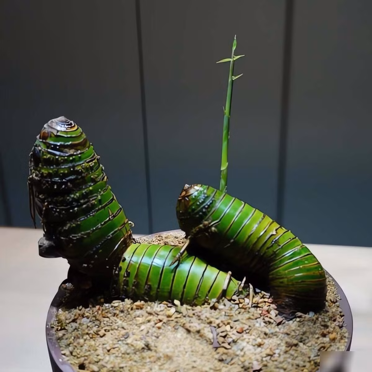 Chỉ một gốc tre tưởng chừng vô giá trị cũng có thể hóa thành cây bonsai thanh lịch. Với chút kiên nhẫn và hiểu cách chăm sóc, bất kỳ ai cũng có thể tạo ra một “báu vật xanh” trong ngôi nhà của mình.