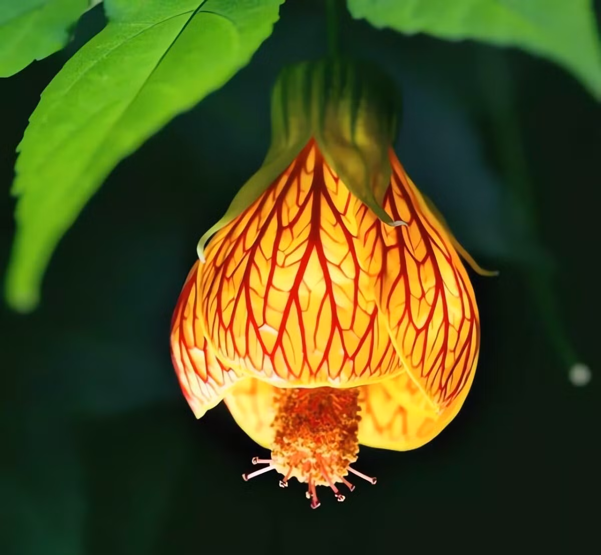 Nếu bạn muốn một loại cây đẹp, lạ và dễ tính hơn nhiều, hãy thử hoa đèn lồng (Abutilon pictum) – loài cây có vẻ đẹp rực rỡ nhưng vô cùng “dễ chiều”.