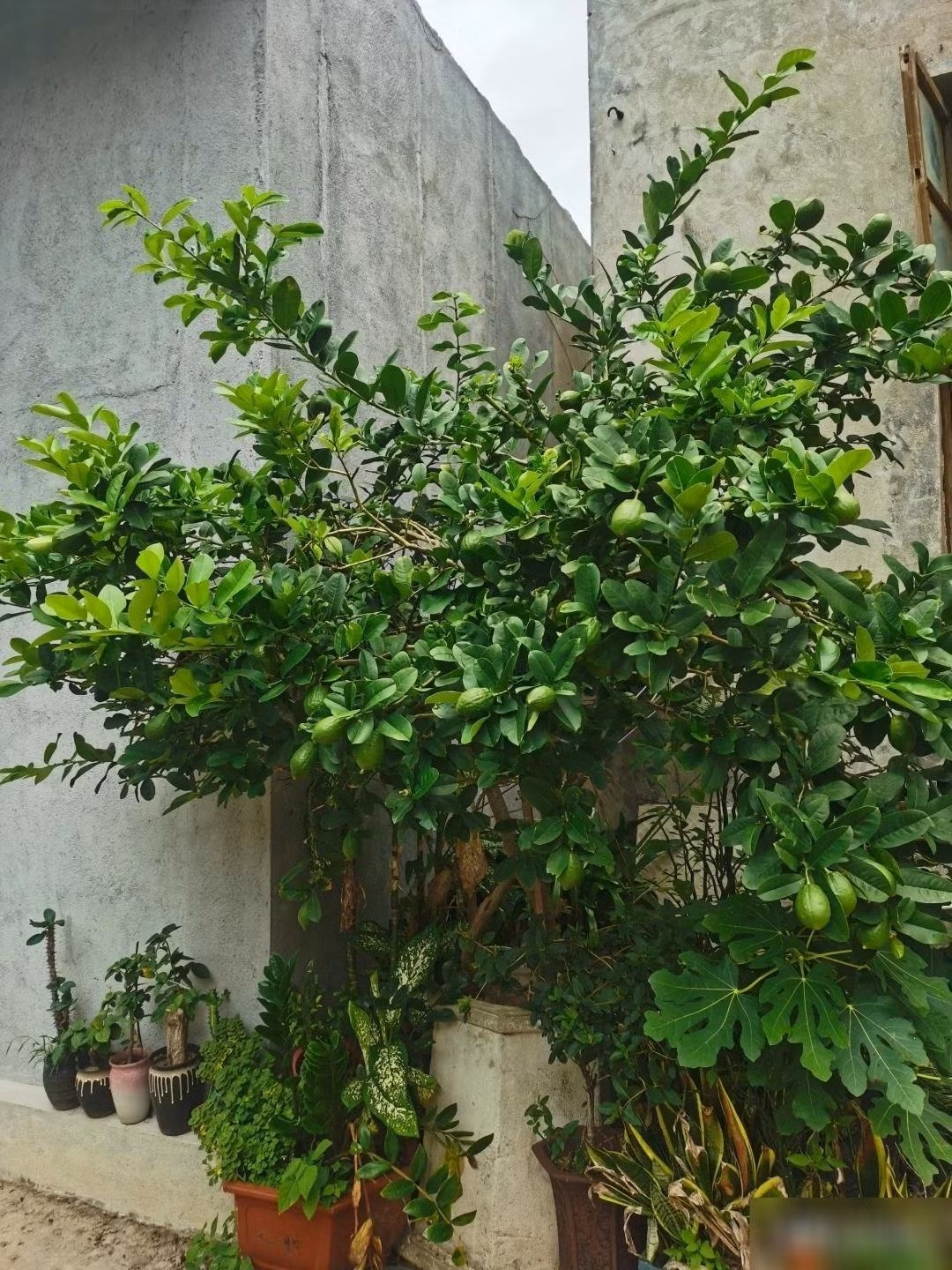 Hiện nay có nhiều giống chanh phổ biến như chanh Lisbon, chanh Eureka, chanh Meyer ngọt dịu hay chanh Kagzi xanh mọng nước – phù hợp với từng không gian trồng.