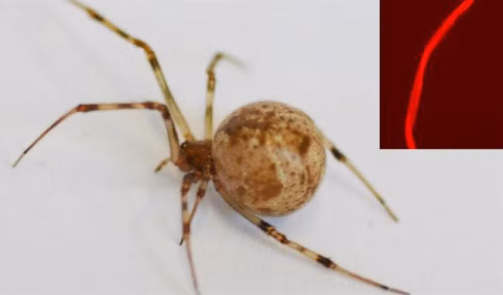Loài nhện Parasteatoda tepidariorum được chọn vì có cấu trúc gene phù hợp và dễ nuôi trong môi trường thí nghiệm.(Ảnh: Thanh niên Việt)