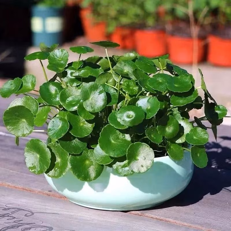 Cây nhỏ gọn, dễ chăm, dễ sống trong nước hoặc đất – chỉ cần đặt ở bàn làm việc là có thể thu hút vượng khí quanh năm.