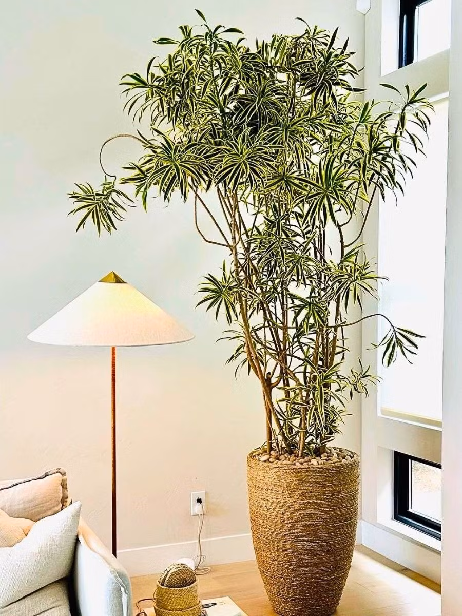 Trong tự nhiên, cây có thể cao tới 4-5m, nhưng khi trồng trong nhà chỉ khoảng 1,8m – vừa vặn cho phòng khách, văn phòng, căn hộ hiện đại.