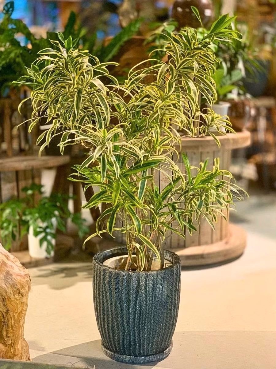 Trong phong cách trang trí nội thất hiện đại, cây thường được đặt ở phòng khách, bàn làm việc hay hành lang để tạo điểm nhấn xanh mát.