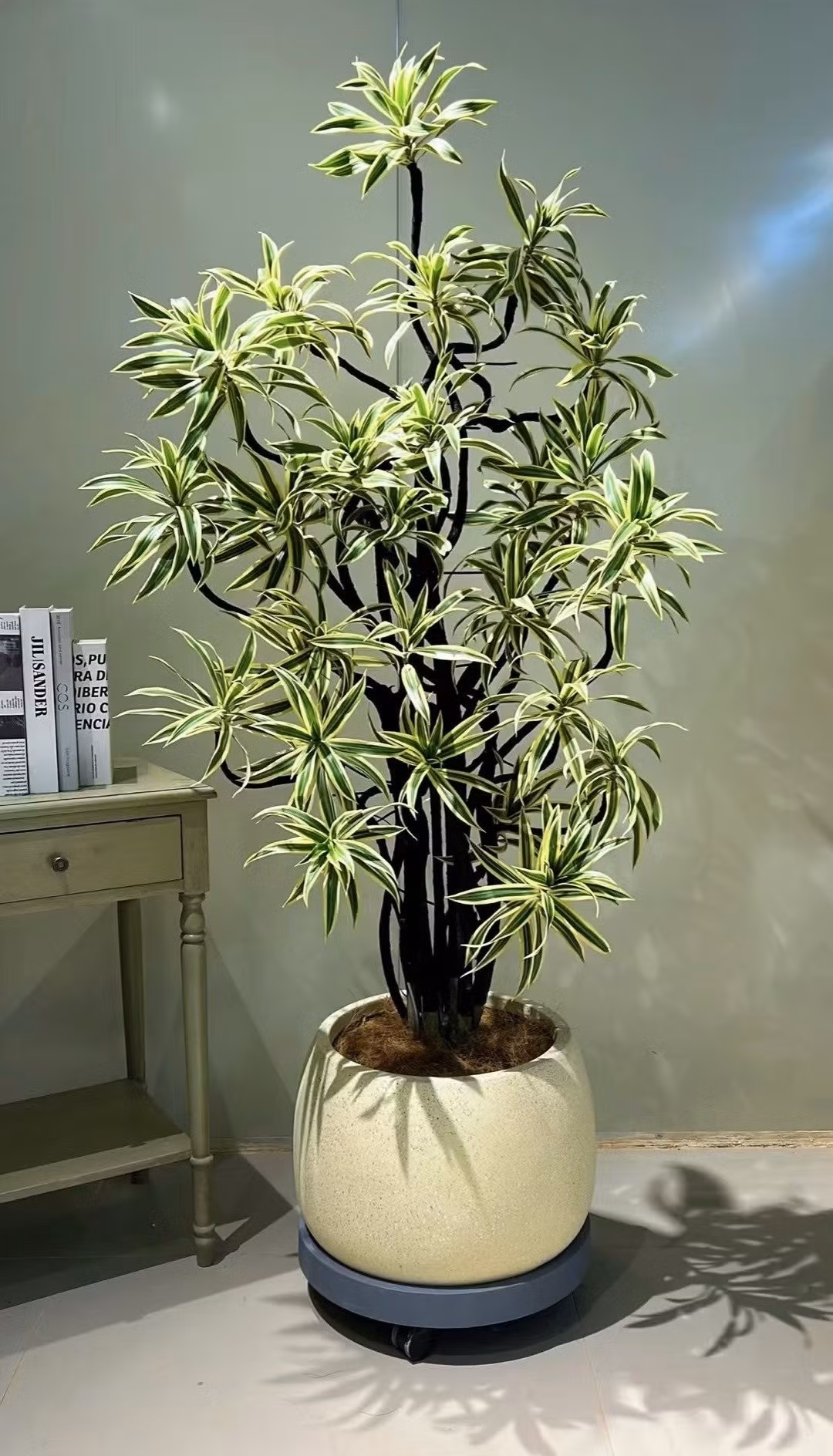 Với vẻ đẹp độc đáo, ý nghĩa phong thủy sâu sắc và lợi ích thiết thực, cây cảnh này xứng đáng là “ông trùm cây xanh trong nhà”, vừa trang trí vừa mang lại năng lượng tích cực.