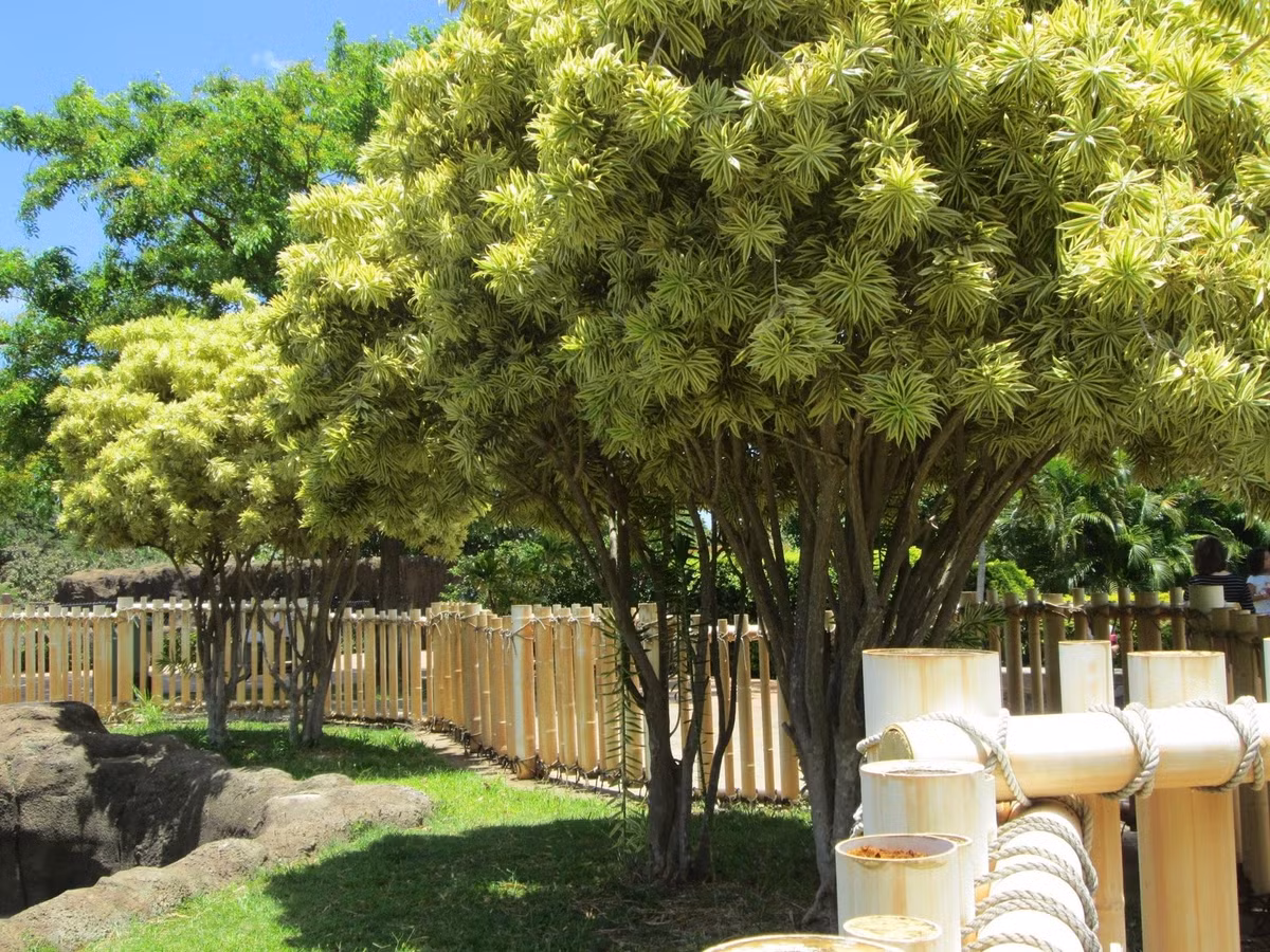 Nguồn gốc của cây cảnh này xuất phát từ vùng nhiệt đới châu Phi và Ấn Độ, nơi thiên nhiên tràn đầy nắng gió và sức sống mãnh liệt.