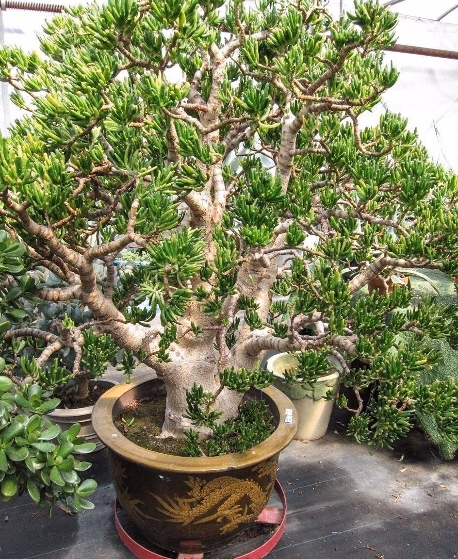 Cây cảnh sen đá hút tiền – mạnh gấp 10 lần trầu bà. Nhiều người lầm tưởng trầu bà dễ sống, ít chăm, nhưng thực tế cây dễ héo úa mùa đông, thối rễ mùa mưa. Trong khi đó, sen đá ống điếu là "vua sống khỏe", sức sống dẻo dai gấp 10 lần!