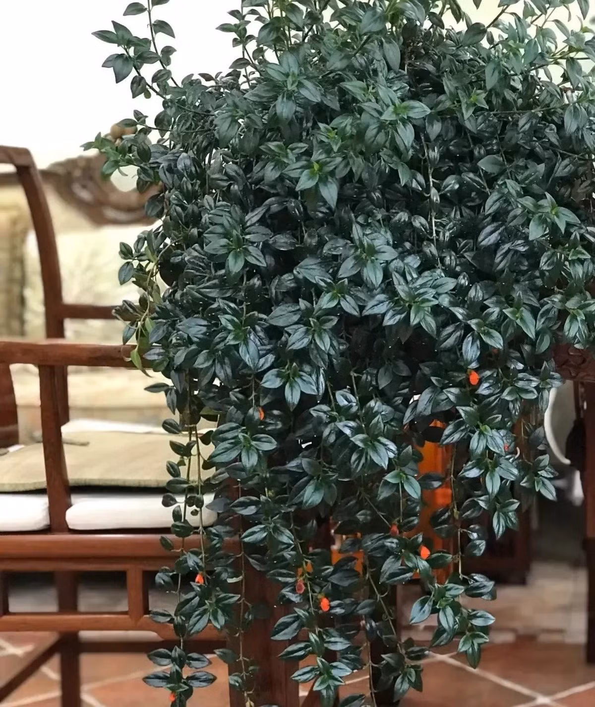 Linh hoạt khi bố trí trong nhà: Cành cây thường rủ xuống nên rất đẹp khi treo trên ban công, bệ cửa sổ, đầu kệ sách hoặc tường phòng khách – tạo hiệu ứng xanh mát, sinh động.