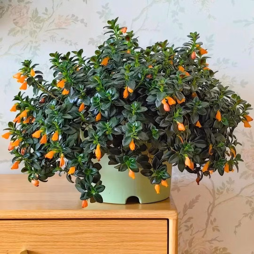 Dễ trồng, dễ nhân giống: Chỉ cần vài nhánh cắm vào đất ẩm, cây sẽ nhanh chóng mọc rễ và lan rộng. Ngay cả người mới trồng cũng dễ dàng chăm sóc thành công.