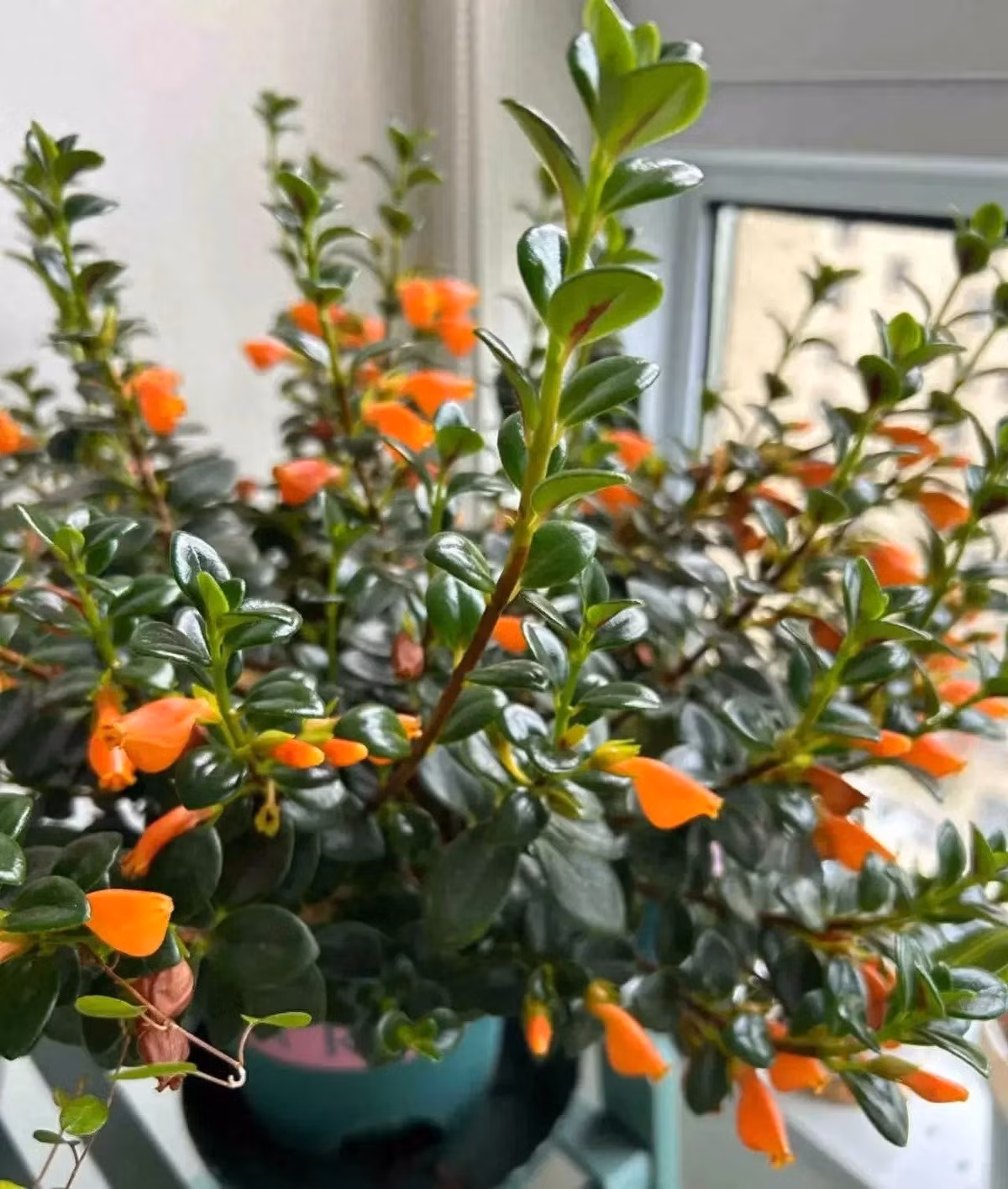 Cắt tỉa để cây ra hoa rực rỡ: Sau khi hoa tàn, cắt bỏ để kích thích ra chồi mới. Cành dài cũng có thể cắt và giâm dễ dàng để nhân giống thêm nhiều cây mới.