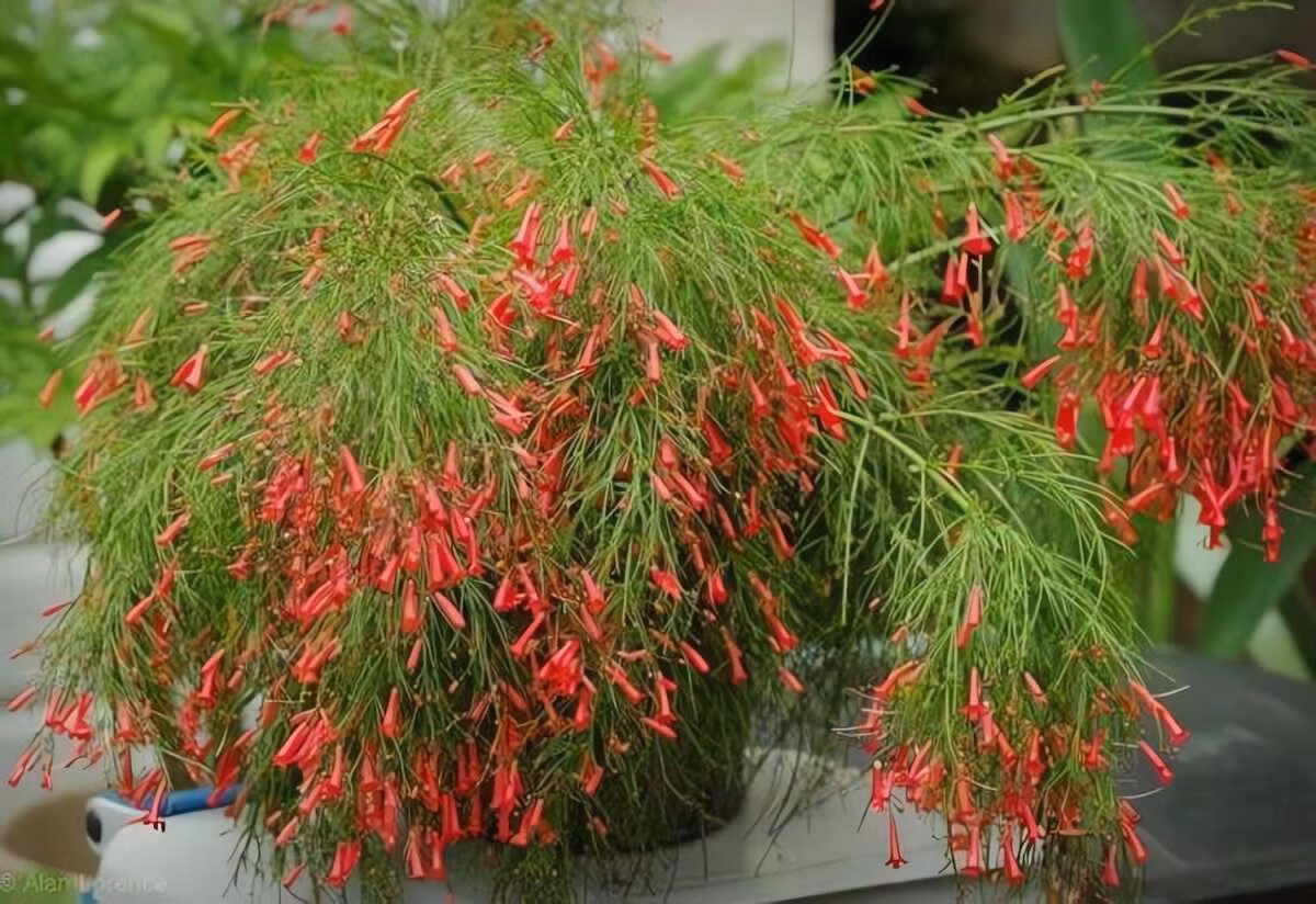 Cây ưa nắng, dễ chăm sóc, nhưng khá nhạy cảm với sương giá; thường được trồng như cây một năm hoặc che chắn khi trời lạnh.