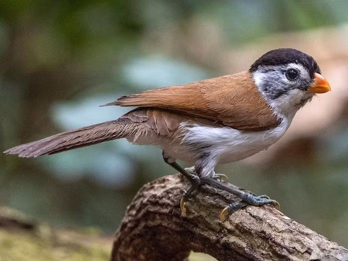 Khướu mỏ dẹt đầu đen (Psittiparus margaritae) dài 15 - 16cm là loài định cư, tương đối phổ biến, chỉ phân bố tại Nam Trung Bộ. Chúng sống ở rừng lá rộng thường xanh, rừng thứ sinh, cây bụi, bìa rừng, rừng tre nứa, độ cao 850 - 1.500m, thường di chuyển theo đàn.