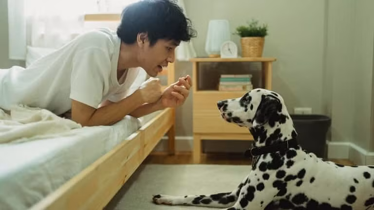 Thiết bị này được đeo trực tiếp trên cổ thú cưng, tích hợp cảm biến âm thanh cùng hệ thống theo dõi chuyển động theo thời gian thực nhằm thu thập dữ liệu về tiếng sủa, tiếng kêu, tư thế cơ thể và trạng thái cảm xúc, sau đó xử lý toàn bộ bằng trí tuệ nhân tạo trên nền tảng điện toán đám mây.