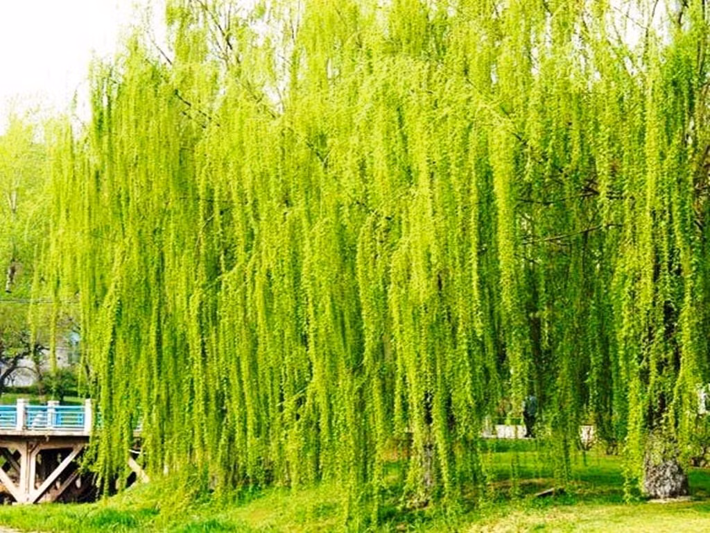 Tuy nhiên, do cây liễu là cây ưa bóng râm, thích ẩm ướt nên người xưa cũng cho rằng không thích hợp trồng ở gần nhà.