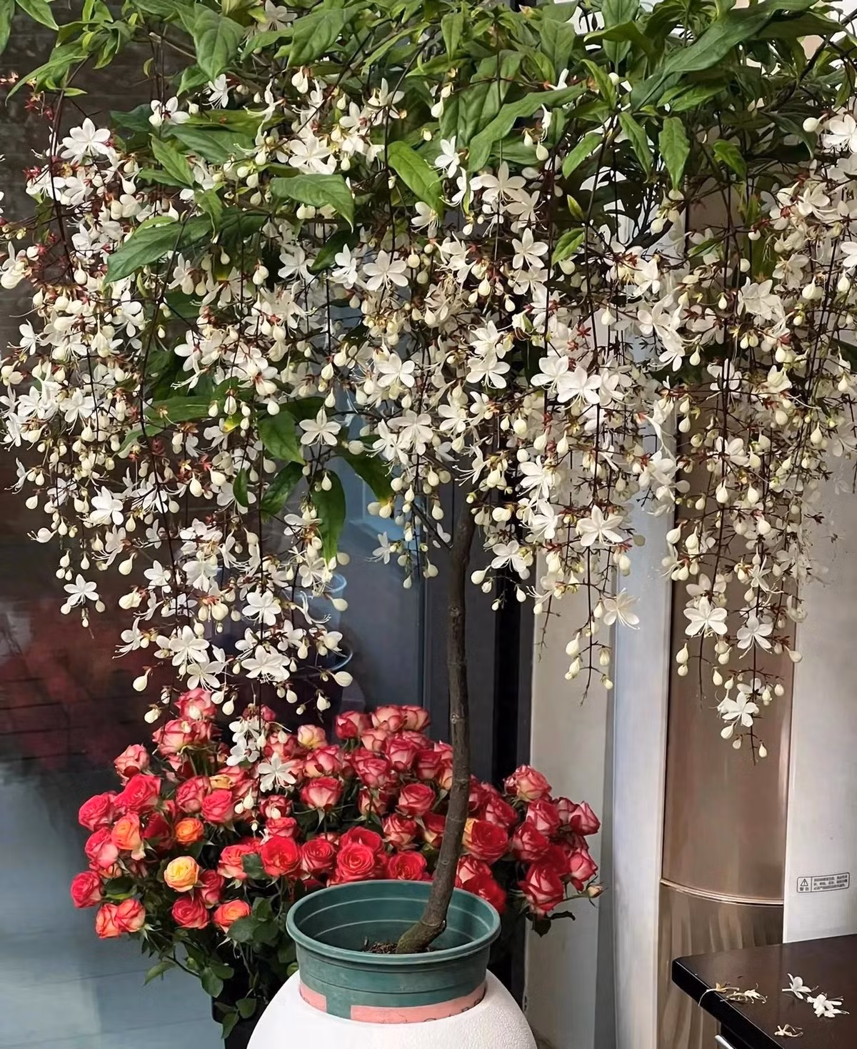 Bạn chỉ cần một chậu duy nhất đã đủ biến góc nhà thành bức tranh phong thủy sống động.