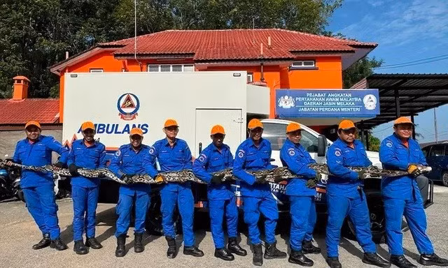 Lực lượng chức năng bắt được con trăn khổng lồ .