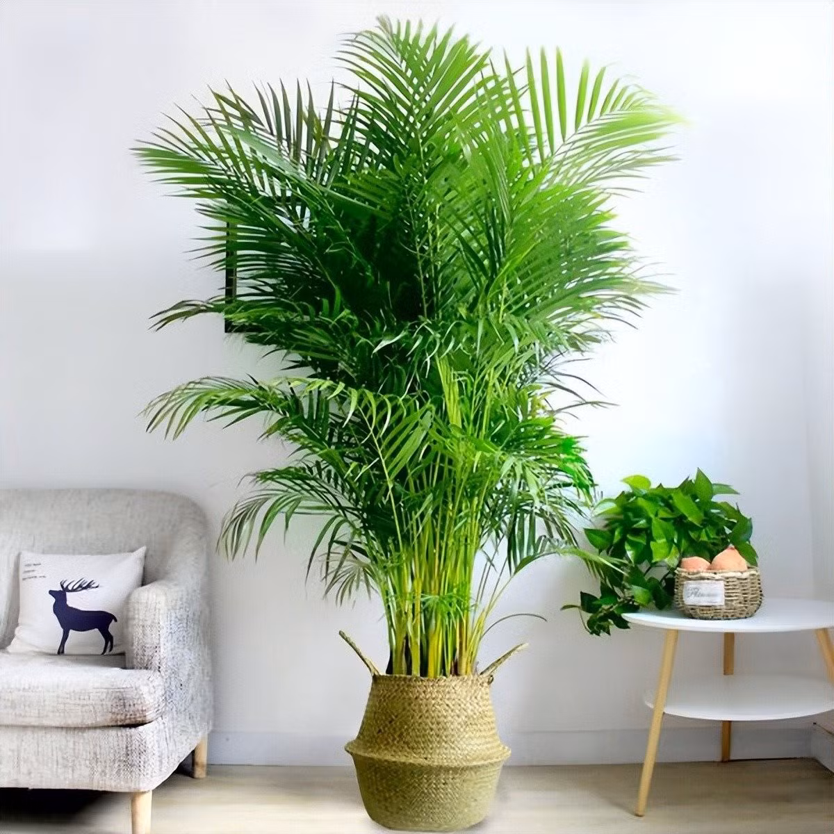 2. Cây cảnh: Dừa cảnh Cây dừa cảnh có tên gọi khác nhau như cây cau vàng, cây cau tre, cây cau cọ, cau lụa… Tên tiếng Anh của nó là Dypsis lutescens, tên khoa học là Chrysalidocarpus lutescens (Areca lutescens), thuộc họ Dypsis.