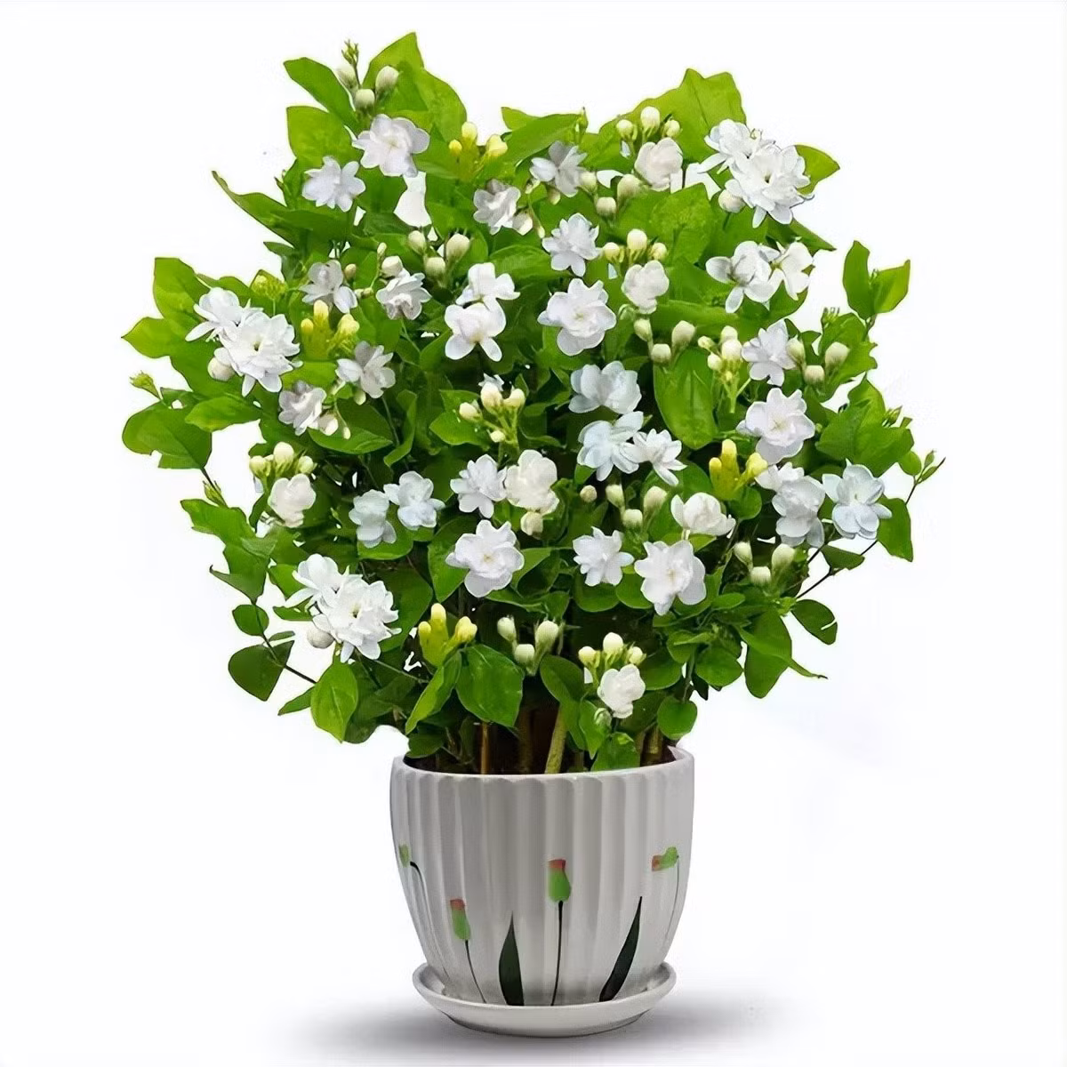 2. Hoa nhài: Sứ giả sức khỏe và năng lượng tích cực. Hoa nhài nhỏ nhắn, tinh tế nhưng giàu năng lượng dương. Hương thơm thanh mát giúp giải tỏa mệt mỏi, thanh nhiệt cơ thể, chống viêm, làm sạch đường hô hấp.
