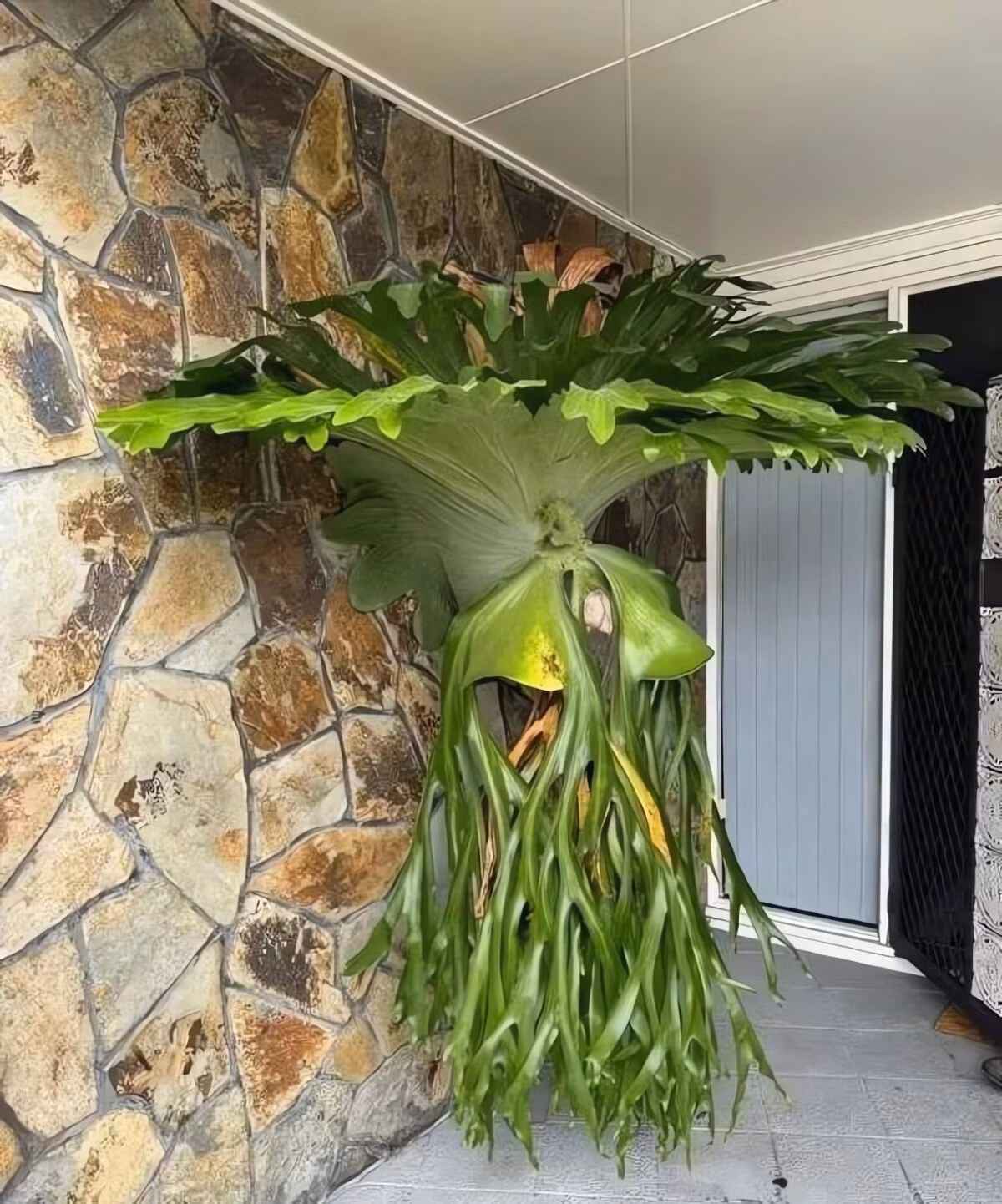 Dương xỉ sừng hươu (Staghorn fern) là một trong những loài thực vật cổ xưa nhất, từng xuất hiện từ thời tiền sử, trước cả khi con người có mặt trên Trái đất.