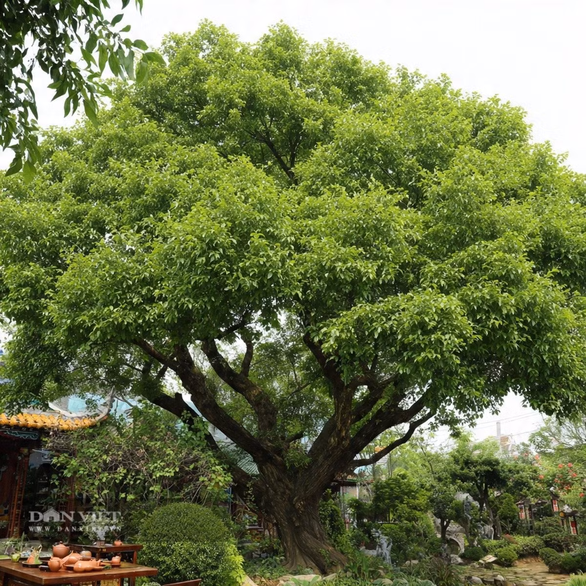Người xưa cũng có câu: "Nếu có cây du sau nhà thì ma quỷ sẽ không đến gần”.