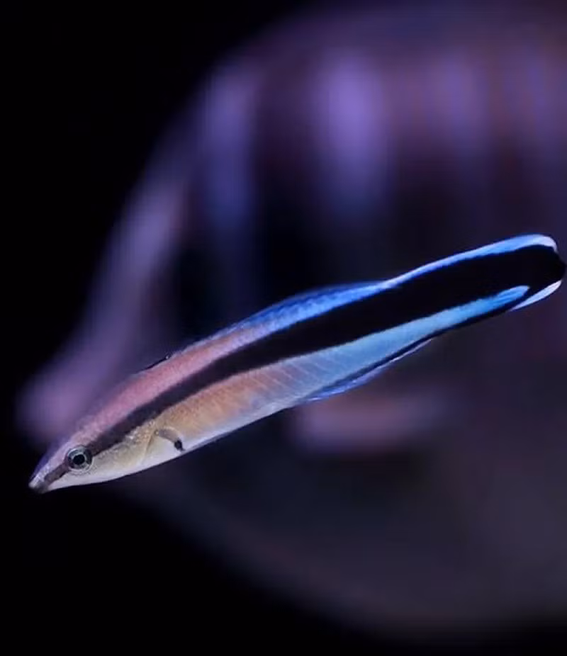 Bluestreak Cleaner Wrasse: Loài cá nhỏ này là loài đầu tiên trong thế giới cá vượt qua bài kiểm tra soi gương – dấu hiệu của sự tự nhận thức. Chúng có trí nhớ tốt, biết chọn “khách hàng” nhiều ký sinh trùng để ưu tiên.
